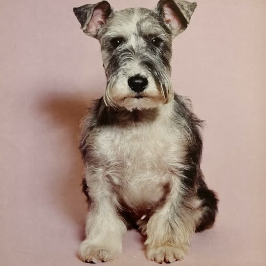 A damp terrier being steadied after a bath