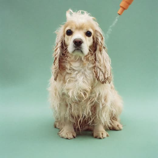 A cocker spaniel mid-trim
